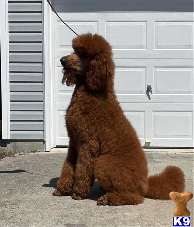 MonarchPoodles Picture 3